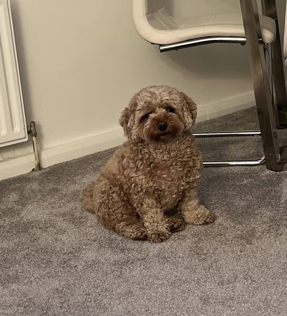 HilaryJCampbell's tweet photo. I’ve been off work all week with flu - many thanks to everyone who has depped for me. Meanwhile I’ve discovered Fizzy has yet another talent - she kept sniffing at my mouth yesterday, alerting me to problem. Cue antibiotics+sprays for strep throat too thanks to #DoctorDog ! https://t.co/80UbCRewst