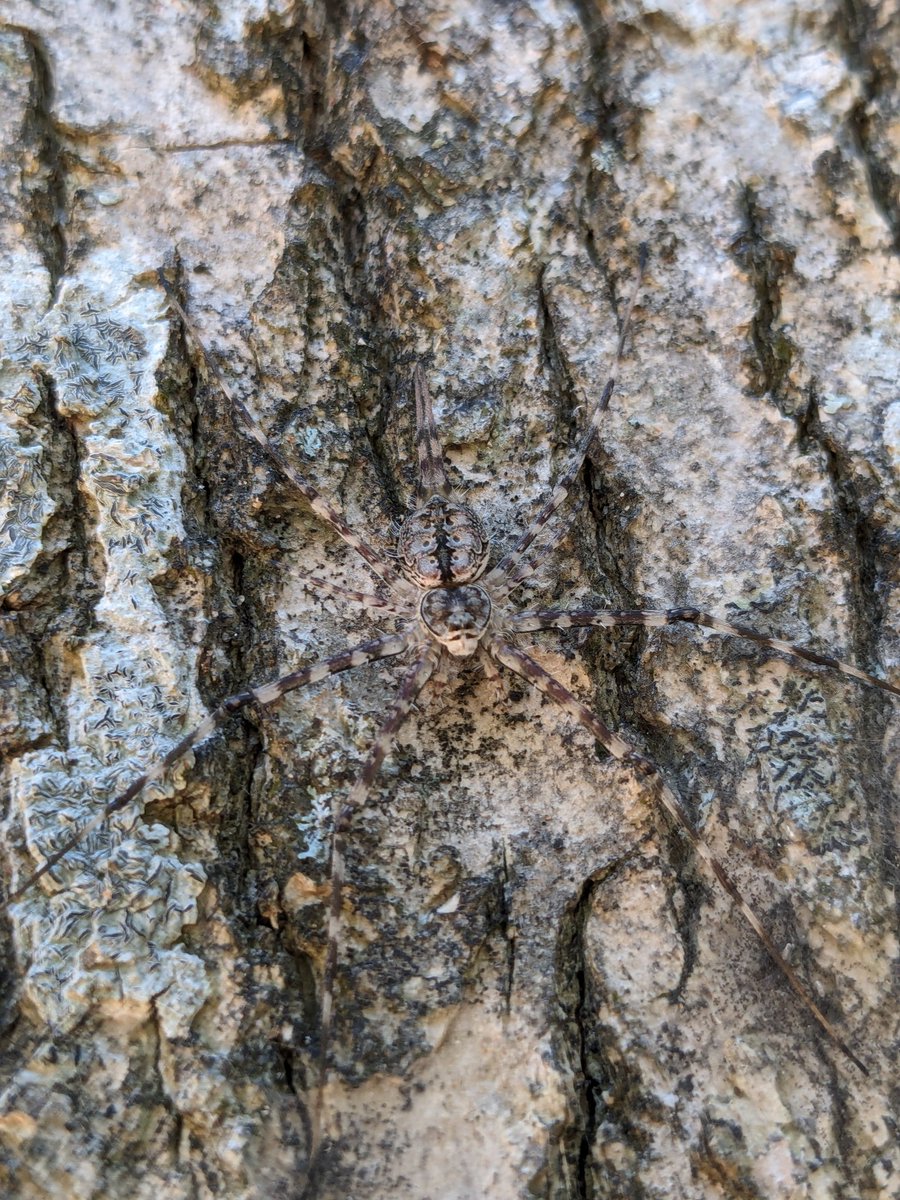 venadavenu's tweet photo. Your camouflage guise is perfectly perfect but I'm sorry buddy, we still managed to spot you. 
We are not your predators though... so I guess that's Ok? https://t.co/rhUfpGVIT0