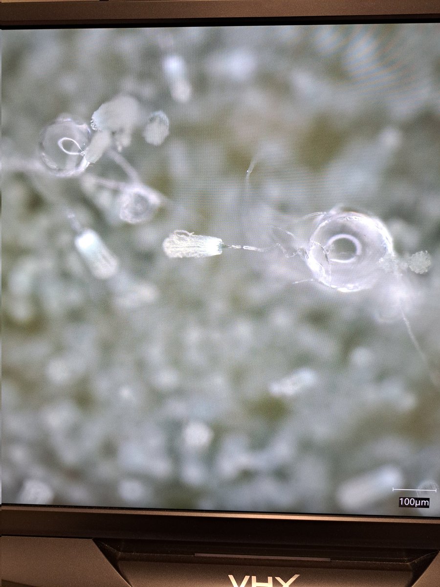 Sea_Shrooms's tweet photo. Conidiophores from some of the fungi I've isolated from coral. They will never not look amazing!😍 https://t.co/xt55B53pki