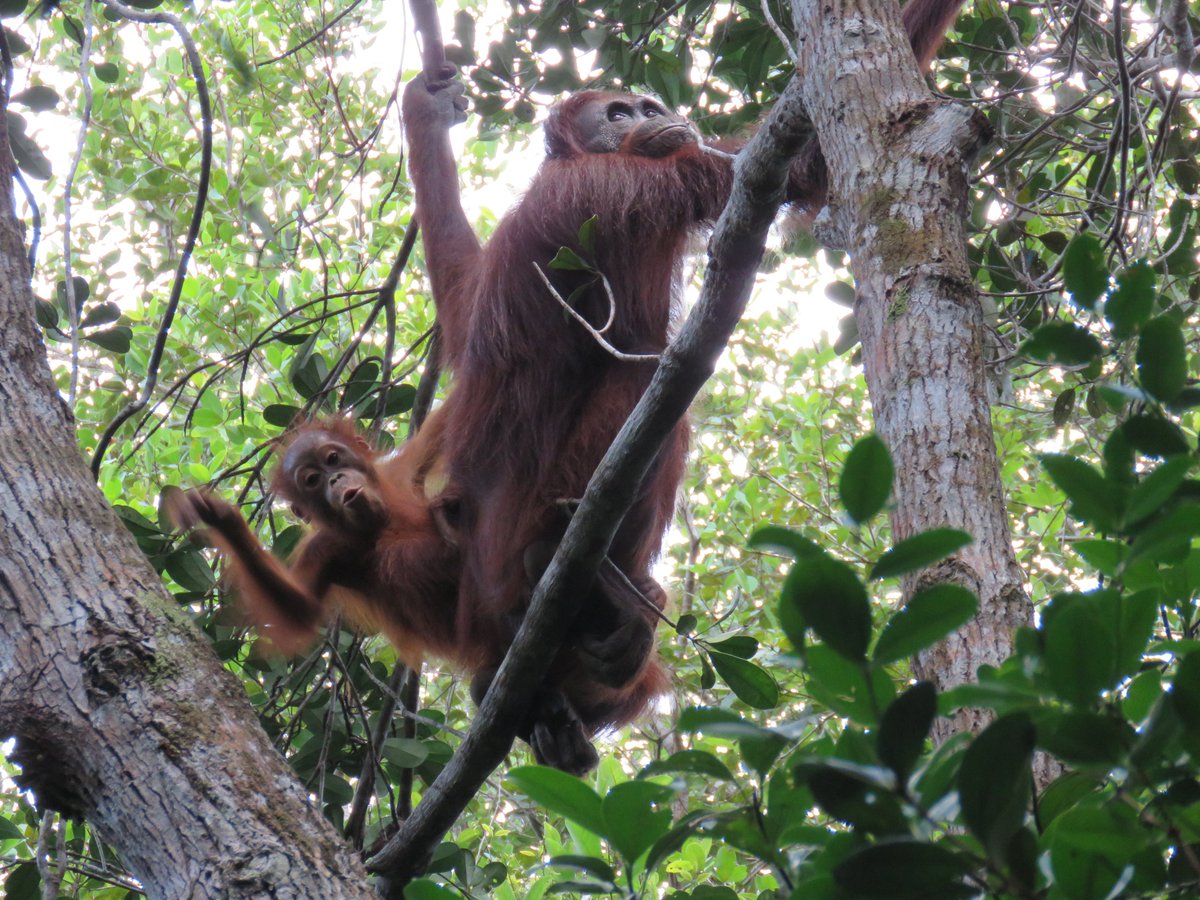 Please share if you might have Indonesian wildlife researchers in your network. We are recruiting an Indonesian student for a funded PhD working with me & colleagues at @UUBeta 🇳🇱, & @UGMYogyakarta 🇮🇩. Involves cool field & travel to 🇳🇱! 📷WWF Indonesia dik.fkt.ugm.ac.id/2024/01/12/inf…