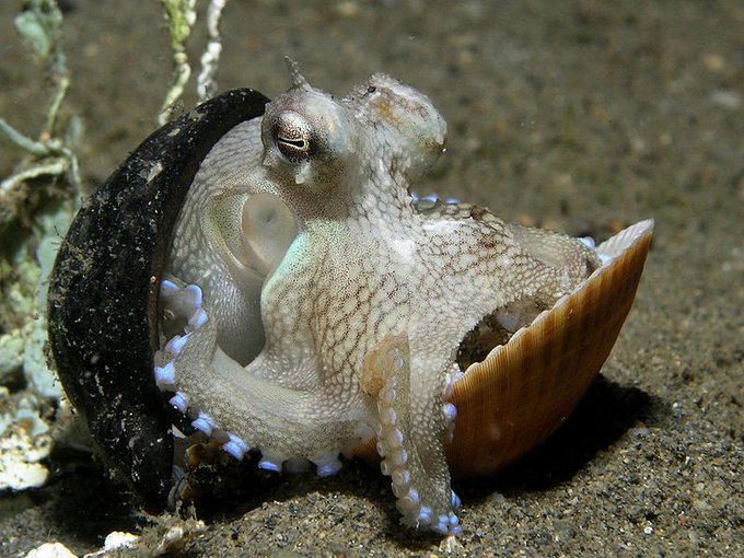 Massimo on X: How an octopus named Otto caused an aquarium power