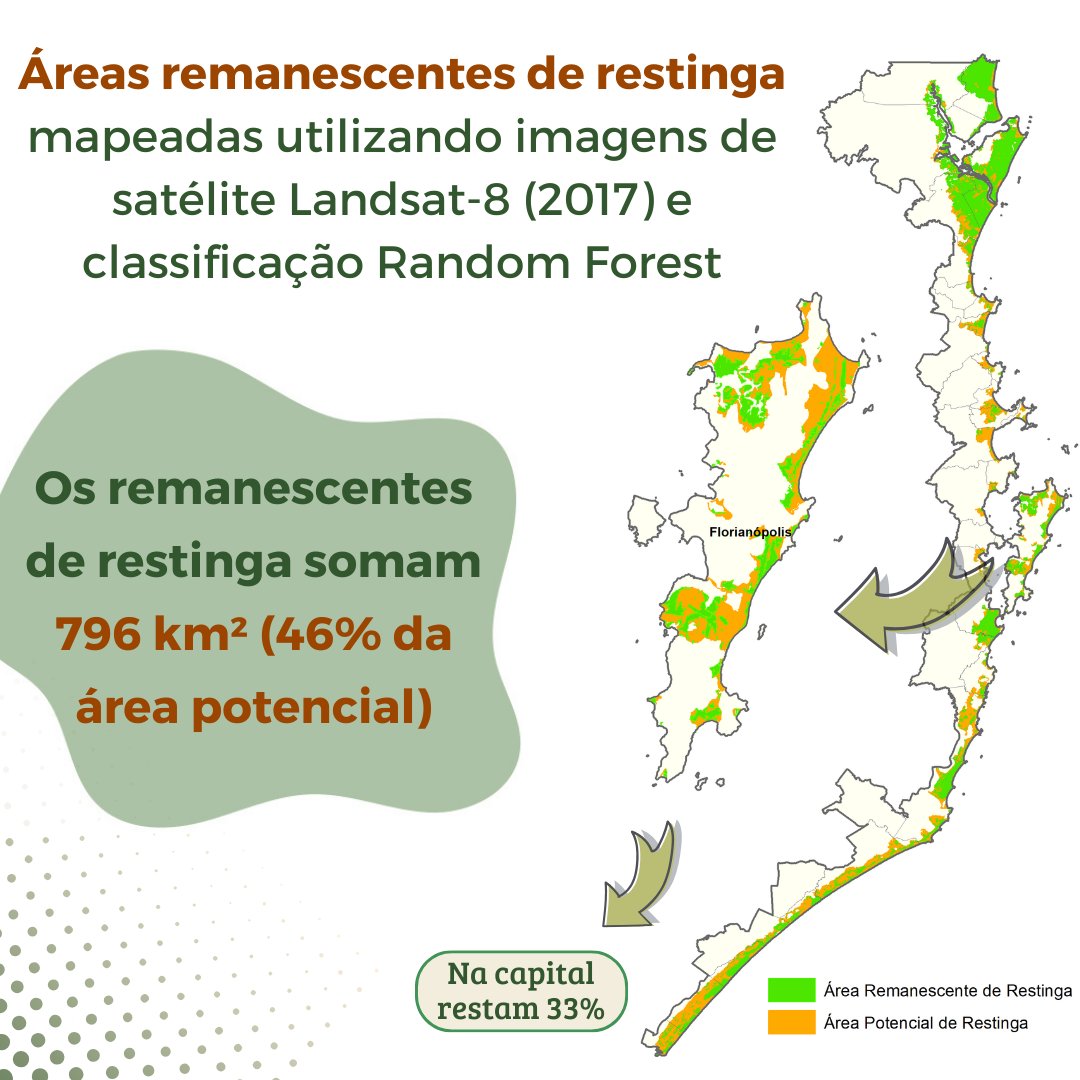 floresta_sc's tweet photo. 🌿SAIU A PUBLICAÇÃO SOBRE O MAPA DA RESTINGA!! Fruto de um trabalho de 3 anos, realizado para gerar um mapa sólido da restinga, aplicável em ações de conservação, planejamento territorial e licenciamento.

Artigo: https://t.co/kjawVIAgOI
Baixe o mapa: https://t.co/pu0EnNIIf6 https://t.co/XRJzOB2uG0
