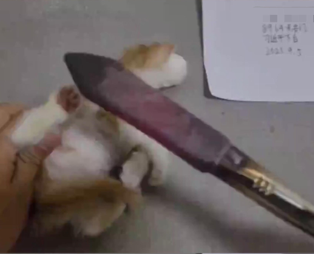 CatAbusers_CN tweet media