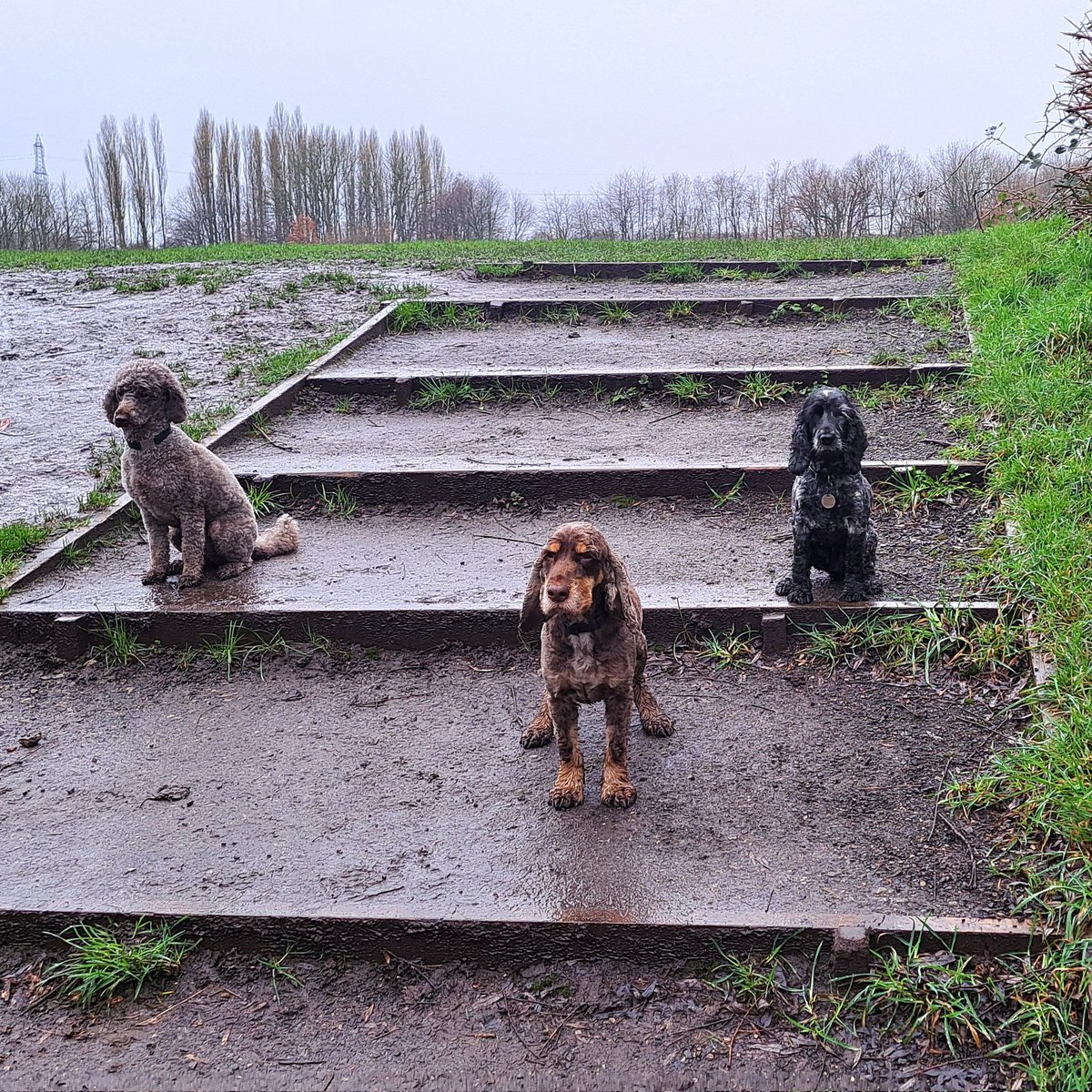 Well, #miserable rainy/sleety day or not Ambassador Abney was not going to miss out on a #playdate with her besie mates, Digital Ambassador pals, #cockerspaniel Aero and #poodle Lennie. 3 very #soggydogs 🙄🐾

#assistancedog #dogswithjobs #volunteer #puppytrainer #cockerspaniel