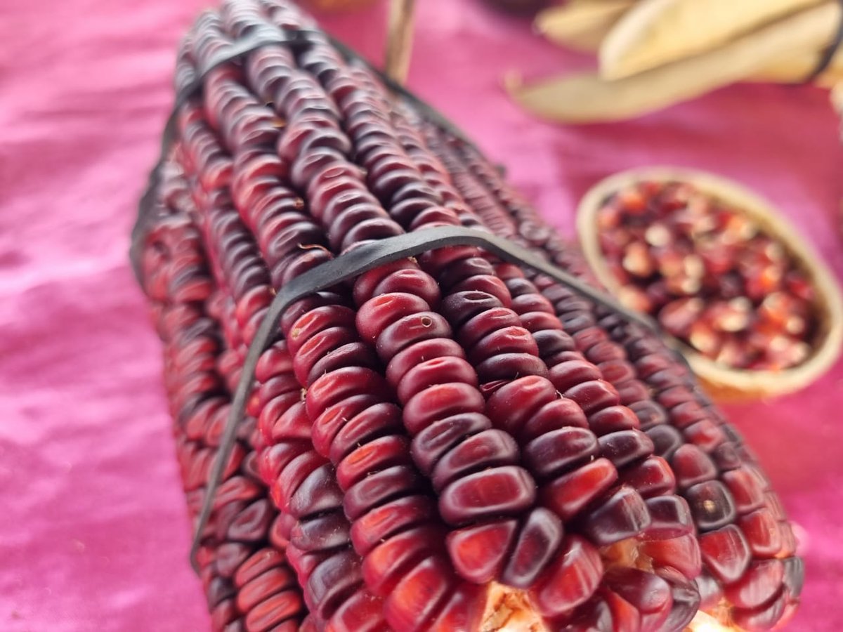 Seed and livestock fairs in🇿🇼, which are part of <a href="/CGIAR/">CGIAR</a> @AgroecologyInitiative implemented by <a href="/CIMMYT/">CIMMYT</a>  <a href="/IWMI_/">IWMI</a>, emphasize the role of crop-livestock integration, formal&amp;informal #seedsystems, knowledge exchange, and transformative power of mechanization in agroecology transitions.