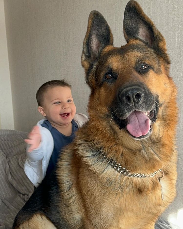 German Shepherd Community tweet media