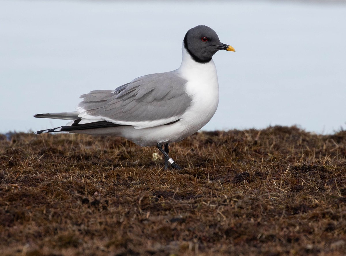 NWMB-Nunavut tweet media