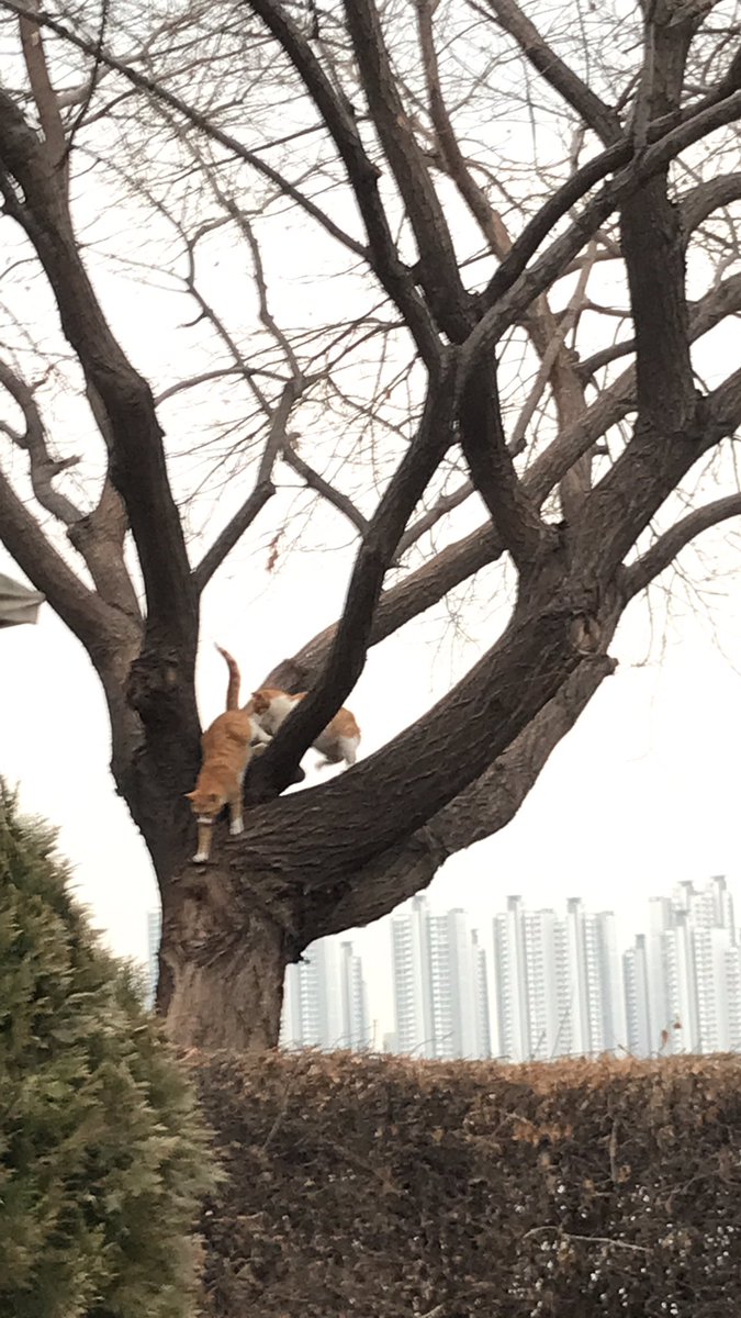 그저께 본 나무 타는 고양이 😁😁😁😁😁😁너무귀엽지요