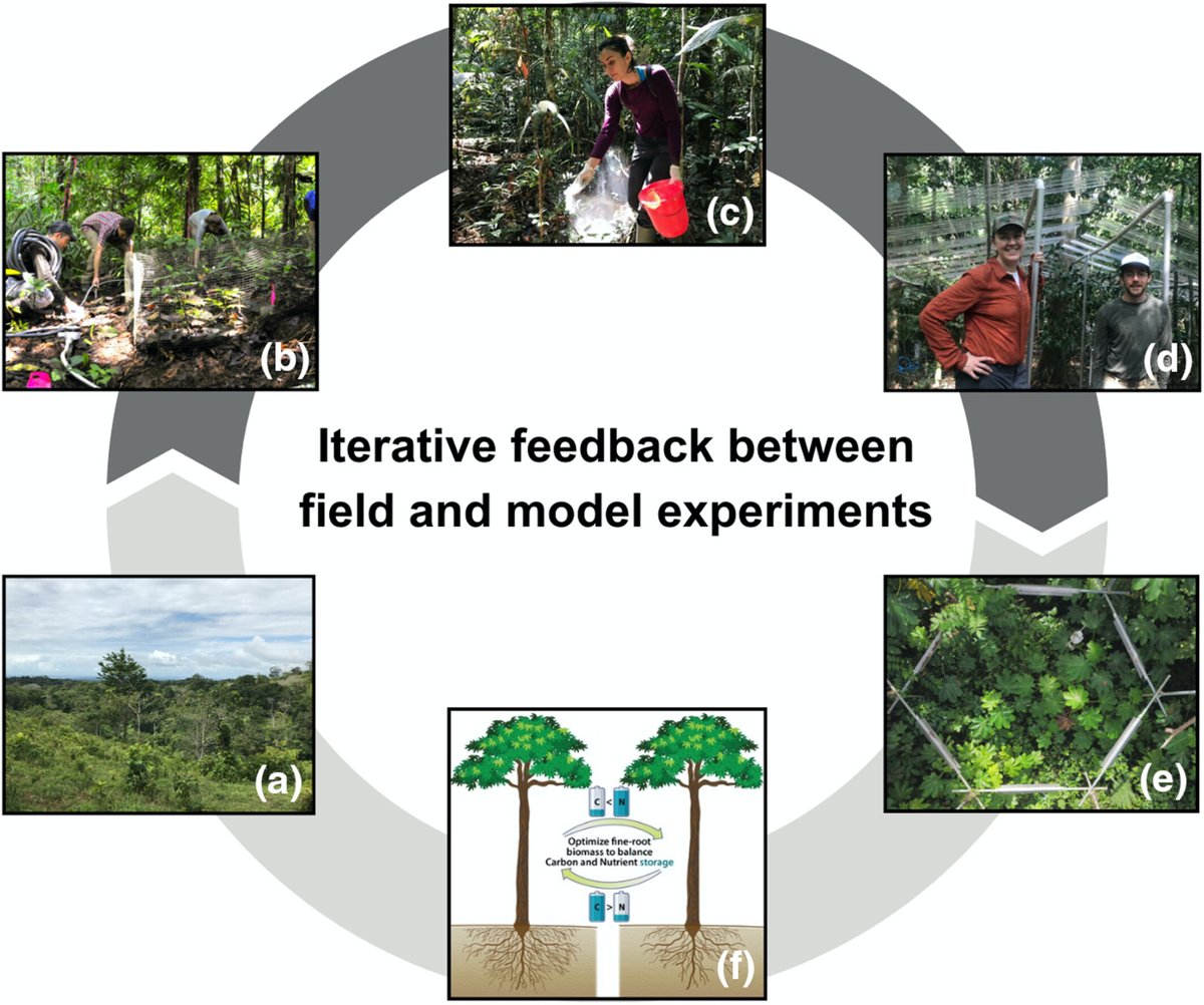 New Phytologist (@newphyt) on Twitter photo Tropical forests and global change: biogeochemical responses and opportunities for cross-site comparisons
#MeetingReport from a <a href="/ESAbiogeosci/">ESA Biogeoscience</a> session at <a href="/ESA_org/">Ecological Society</a> #ESA2023, by @DanielaCusack et al.
📖 ow.ly/7yaA50Qz48l
<a href="/ecology_awesome/">Sasha Reed</a> <a href="/kmanders7/">Kelly M Andersen</a> @tana_tropicsgal Tropical forests and global change: biogeochemical responses and opportunities for cross-site comparisons
#MeetingReport from a <a href="/ESAbiogeosci/">ESA Biogeoscience</a> session at <a href="/ESA_org/">Ecological Society</a> #ESA2023, by @DanielaCusack et al.
📖 ow.ly/7yaA50Qz48l
<a href="/ecology_awesome/">Sasha Reed</a> <a href="/kmanders7/">Kelly M Andersen</a> @tana_tropicsgal