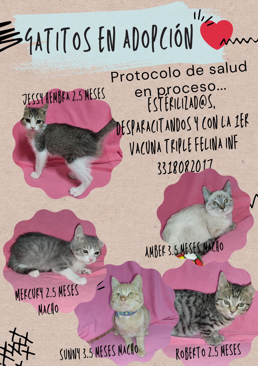 RT 🙏🏼 Gatitos en adopción.
📍 Guadalajara Mx

Gatitos de 2.5/3.5 meses sanos y esterilizados buscan un hogar para siempre.

Para más información contacta al 3318082017

#adoptanocompres