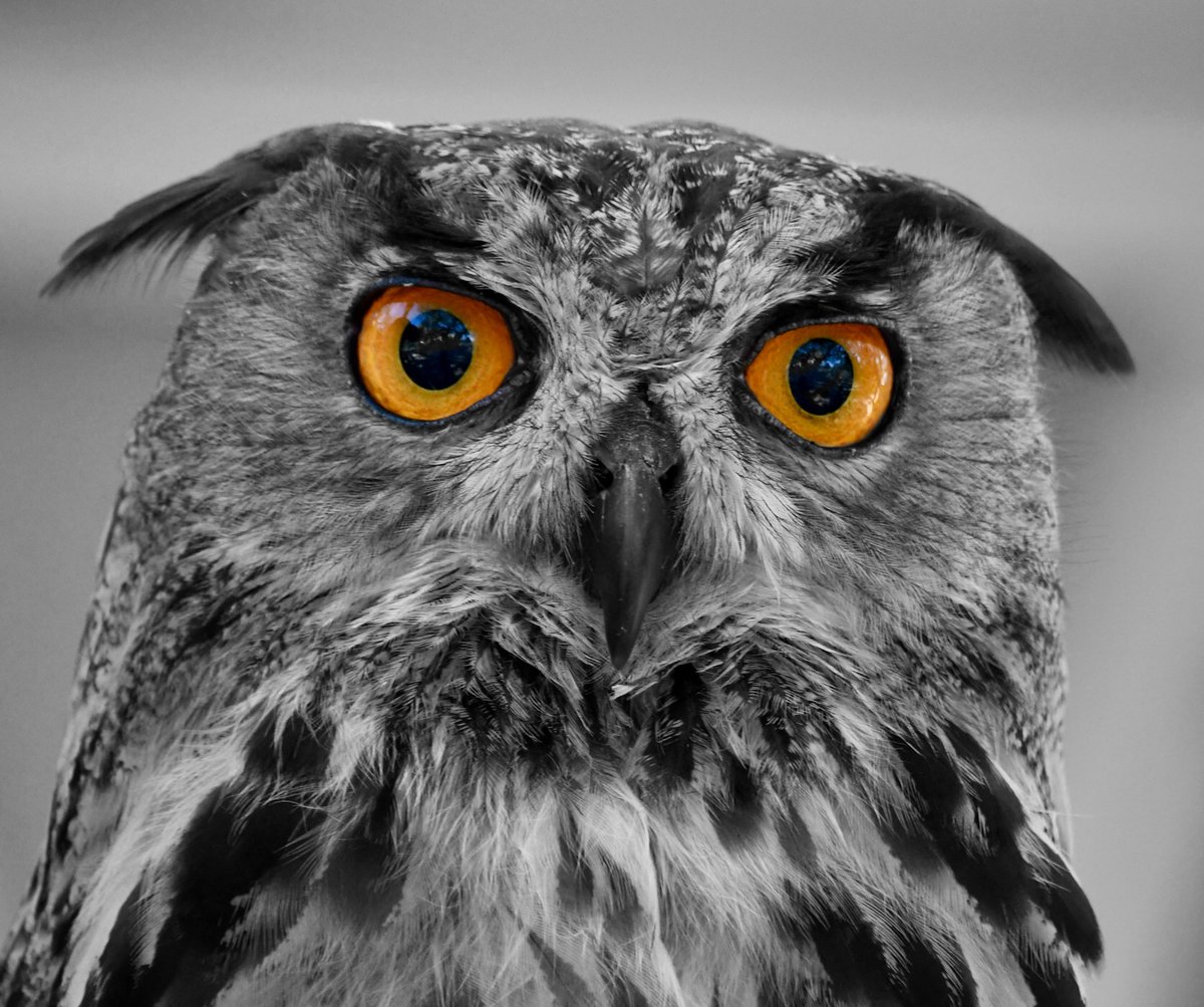 kidlib1's tweet image. A gorgeous owl in selective color!   #owl #owls #selectivecolor #artforsale #raptor #raptors #wildlife