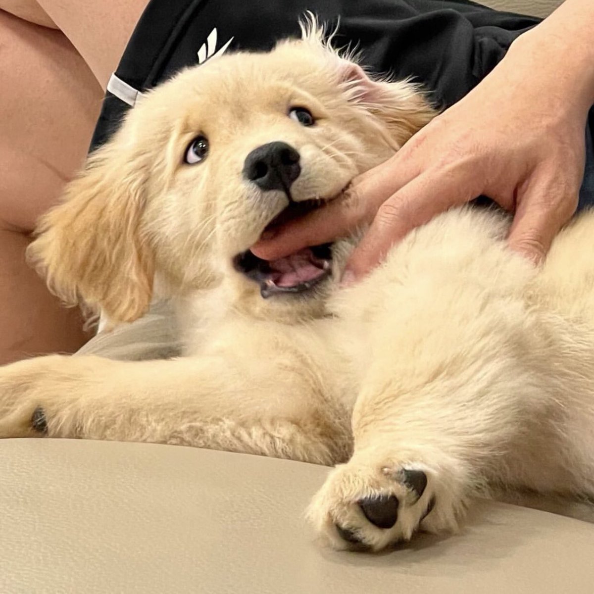 puppies video tweet media