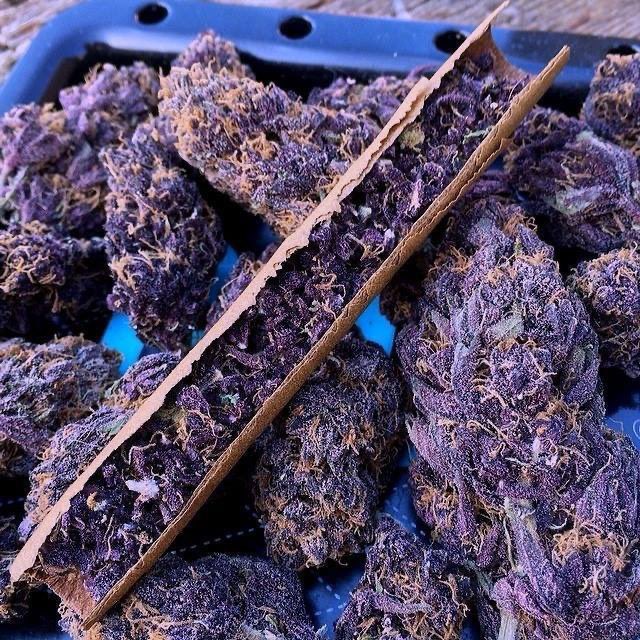 _StonersRUs_'s tweet image. Granddaddy Purple 😈💨

#StonerFam #Mmemberville