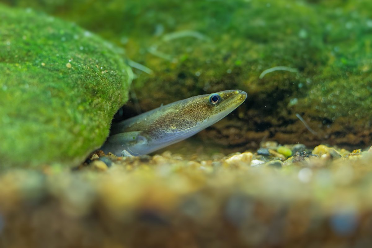 MedReAct and FishSec will be holding a side event on #European_eel at GFCM Fish Forum in Antalya on 22 February. Join us there: fishsec.org/2024/02/08/sid…