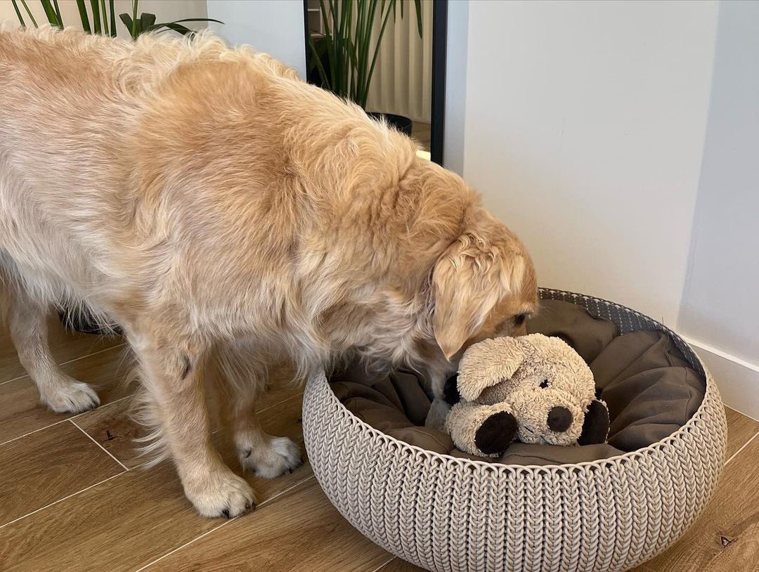 dog_rates's tweet photo. This is Barley. He was too big to fit into the Airbnb's dog bed. But luckily he knew someone else who could use it. 13/10 https://t.co/xjgKDkuO2u