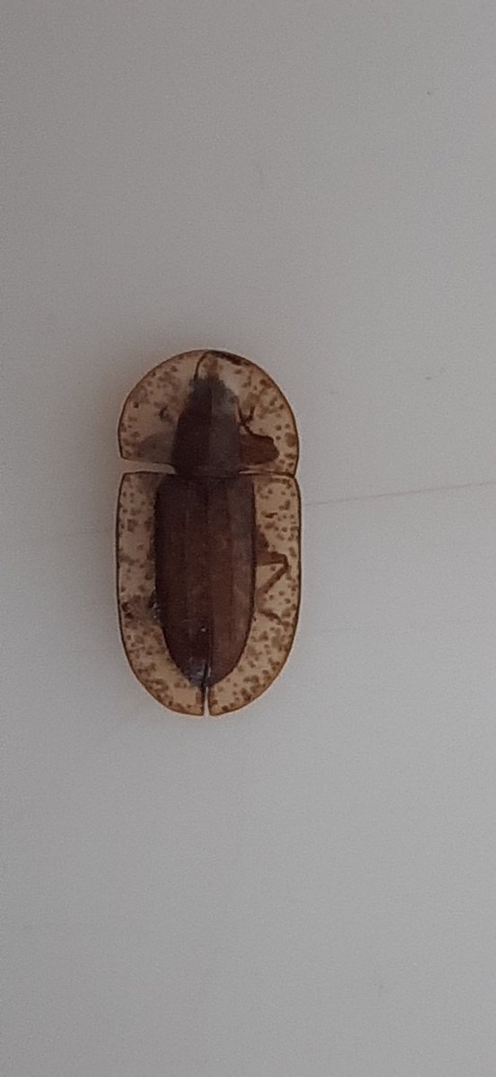 Beetle!?