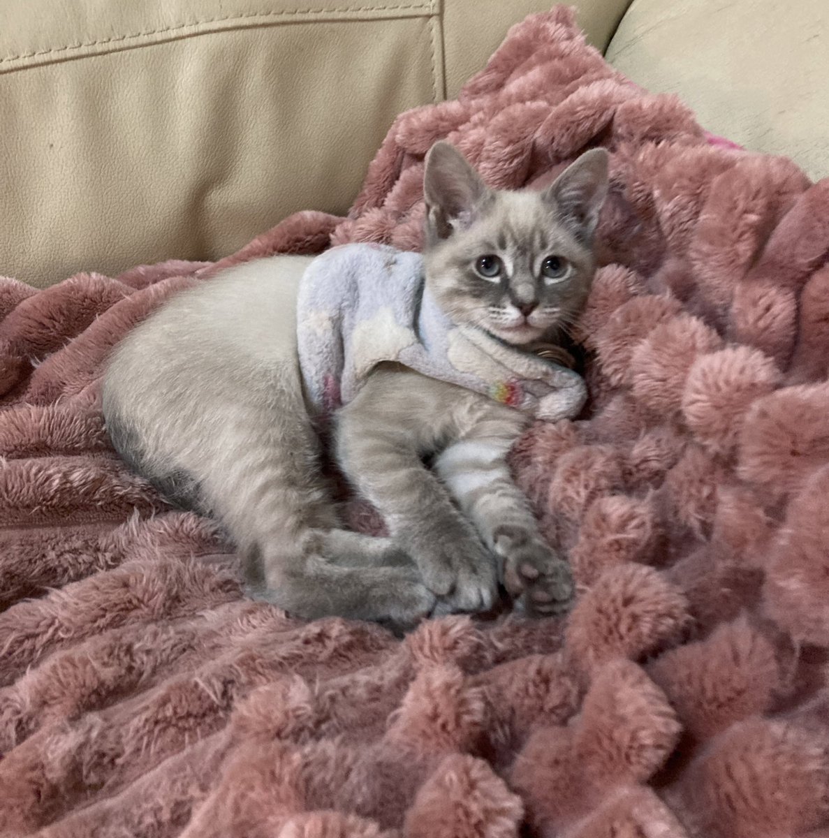 ThalizTH's tweet photo. El ser panzón sigue esperando quién lo adopte https://t.co/H2vwynKSCK