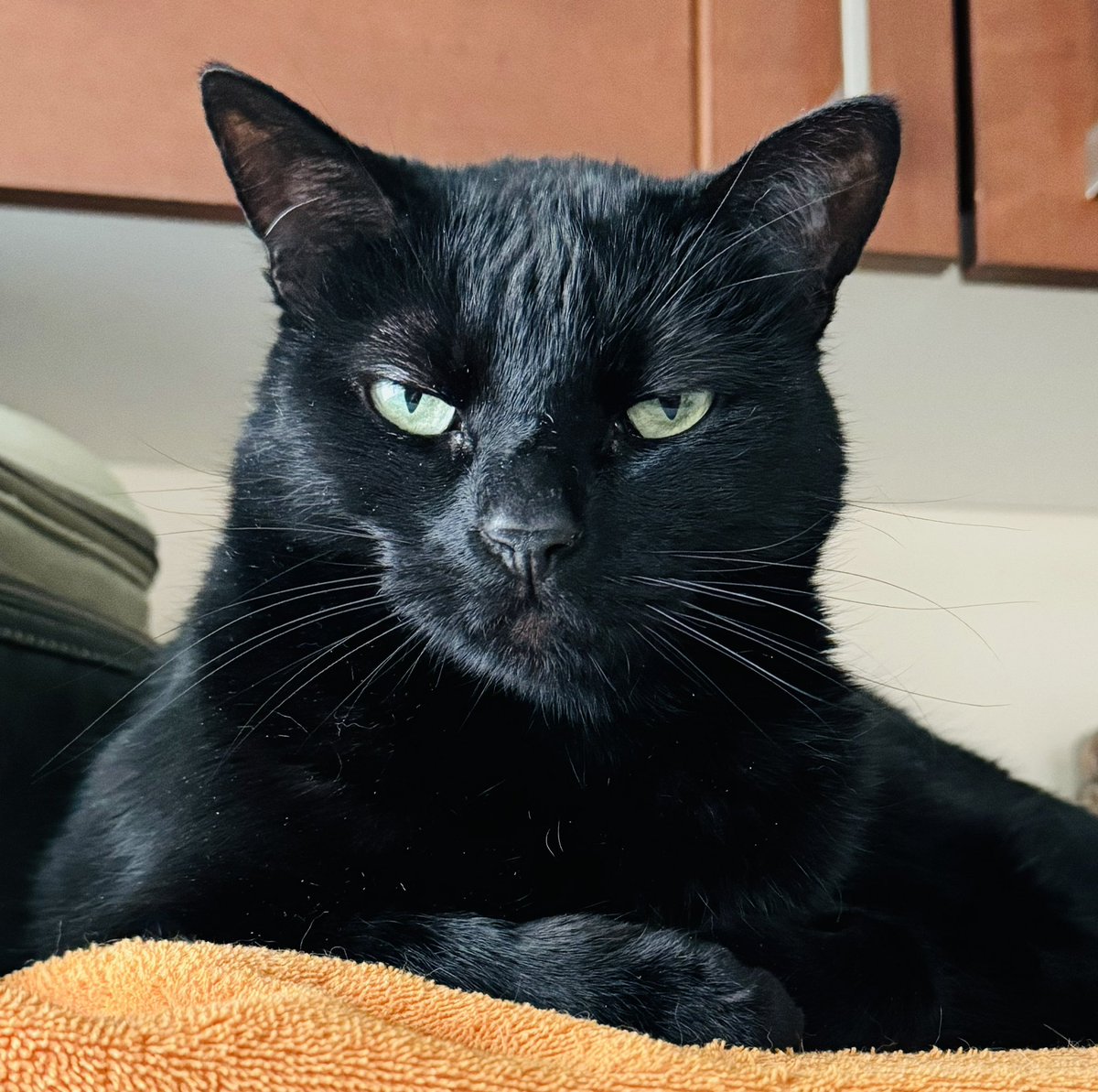told my cat she has resting bitch face; she was not amused