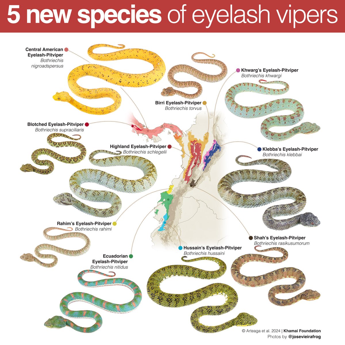 Alejandro Arteaga (@alearteagath) on Twitter photo Our research on #Bothriechis has been published! We describe five #newspecies and revalidate three. More than 100 people contributed to this work, but I want to thank in particular <a href="/klebba/">Casey Klebba</a> and <a href="/akdn/">Aga Khan Development Network</a>, to whom we dedicate two of the species. Press release 👉 shorturl.at/rzOQT Our research on #Bothriechis has been published! We describe five #newspecies and revalidate three. More than 100 people contributed to this work, but I want to thank in particular <a href="/klebba/">Casey Klebba</a> and <a href="/akdn/">Aga Khan Development Network</a>, to whom we dedicate two of the species. Press release 👉 shorturl.at/rzOQT
