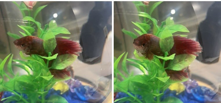 I swear Titan knows when I’m taking his picture, look how he turns his head to look at me!