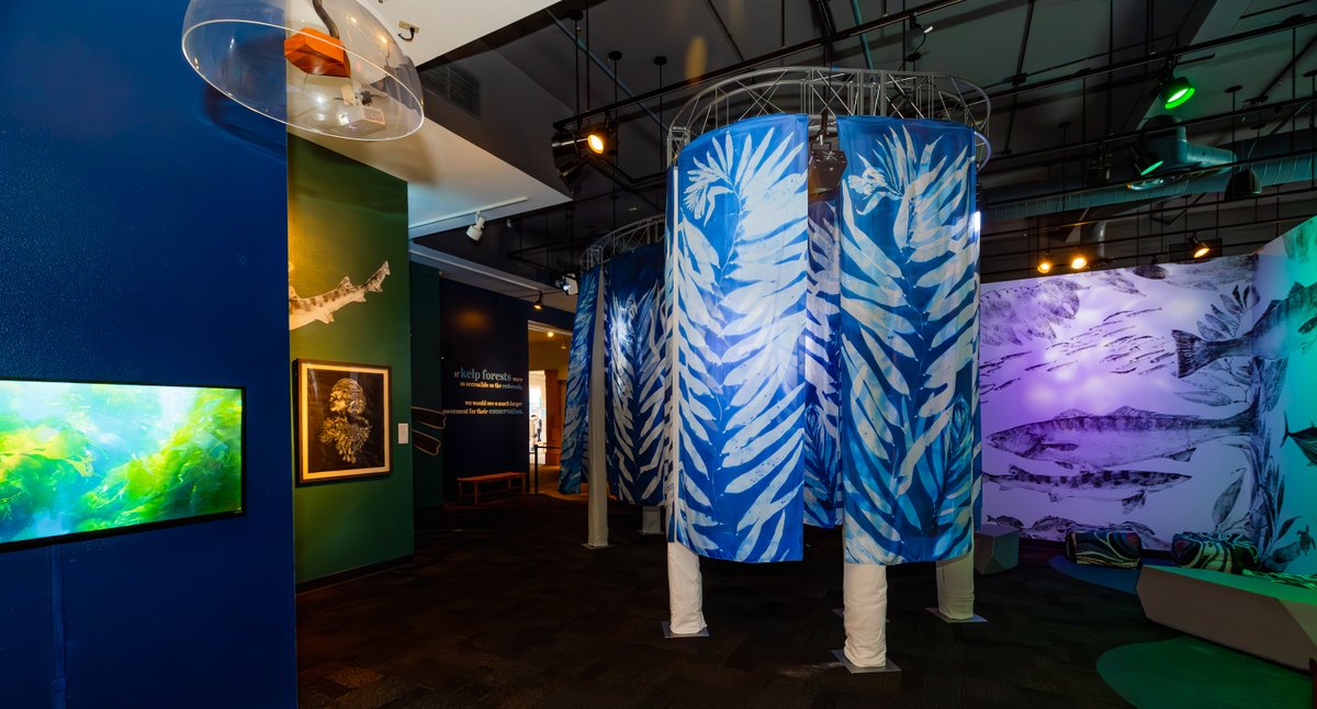 Birch_Aquarium's tweet photo. Hold Fast is NOW OPEN! This powerful and immersive art exhibit invites us to explore the impact of climate change on our local kelp forest through the lens of local artists and scientists.

Dive in: https://t.co/Kgq6kdpWGG https://t.co/DbLUusk1ju