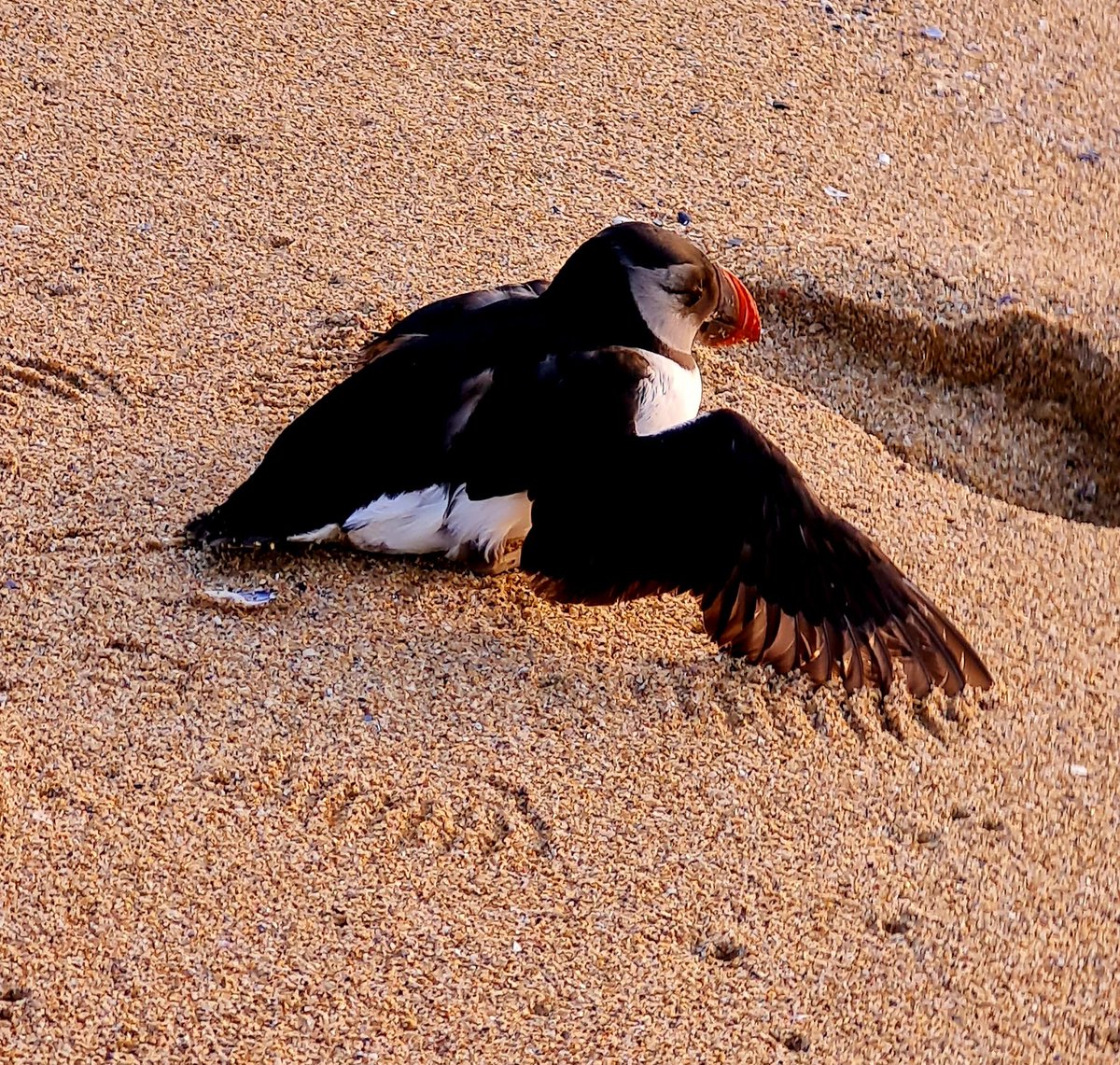 Un frailecillo en Finisterre...