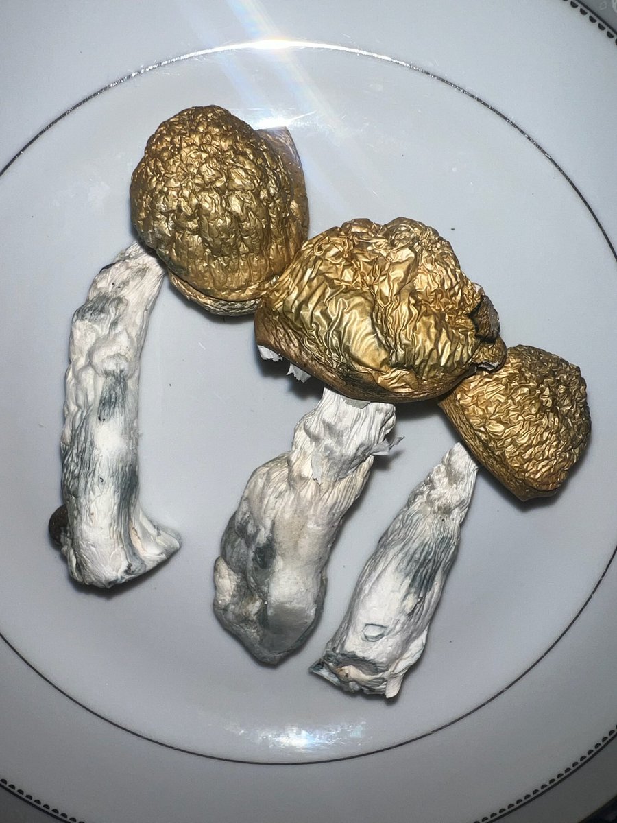 microbloomco's tweet image. #shrooms #Psilocybin #microbloom #mushrooms #staytrippy #littlehippie