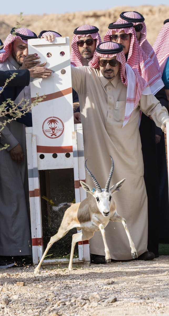 view_riyadh's tweet photo. صورة لأمير #الرياض خلال زيارته اليوم لمنتزه #حريملاء الوطني، وإطلاق عددًا من الغزلان. https://t.co/iyyVAxaXxd