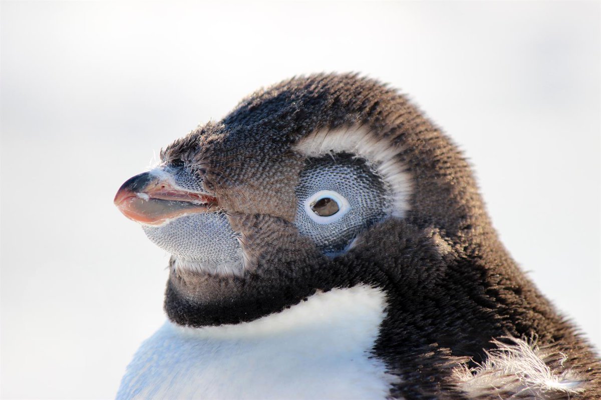 Thin ice in the Ross Sea is exposing a major problem for Adélie penguins. 🐧

Declining sea ice in critical molting habitats endangers entire colonies, @PointBlueConSci scientists report. bit.ly/49pOIMC

📷: Jack Green, NSF, Creative Commons CC BY-NC-ND 4.0

#NSFfunded