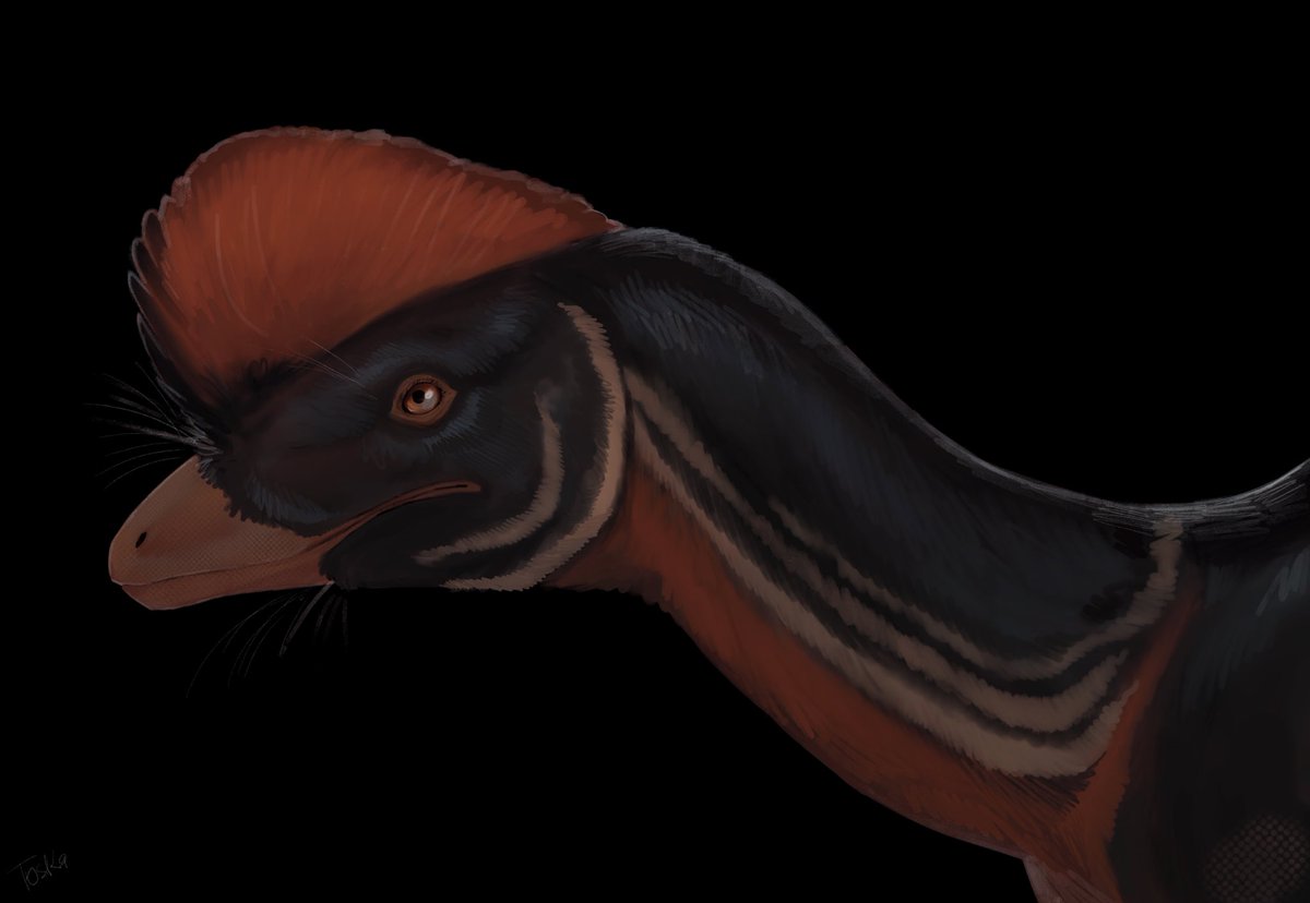 Man… I forgot to post this here but…. Anchiornis!! #paleoart #dinosaurs #animals