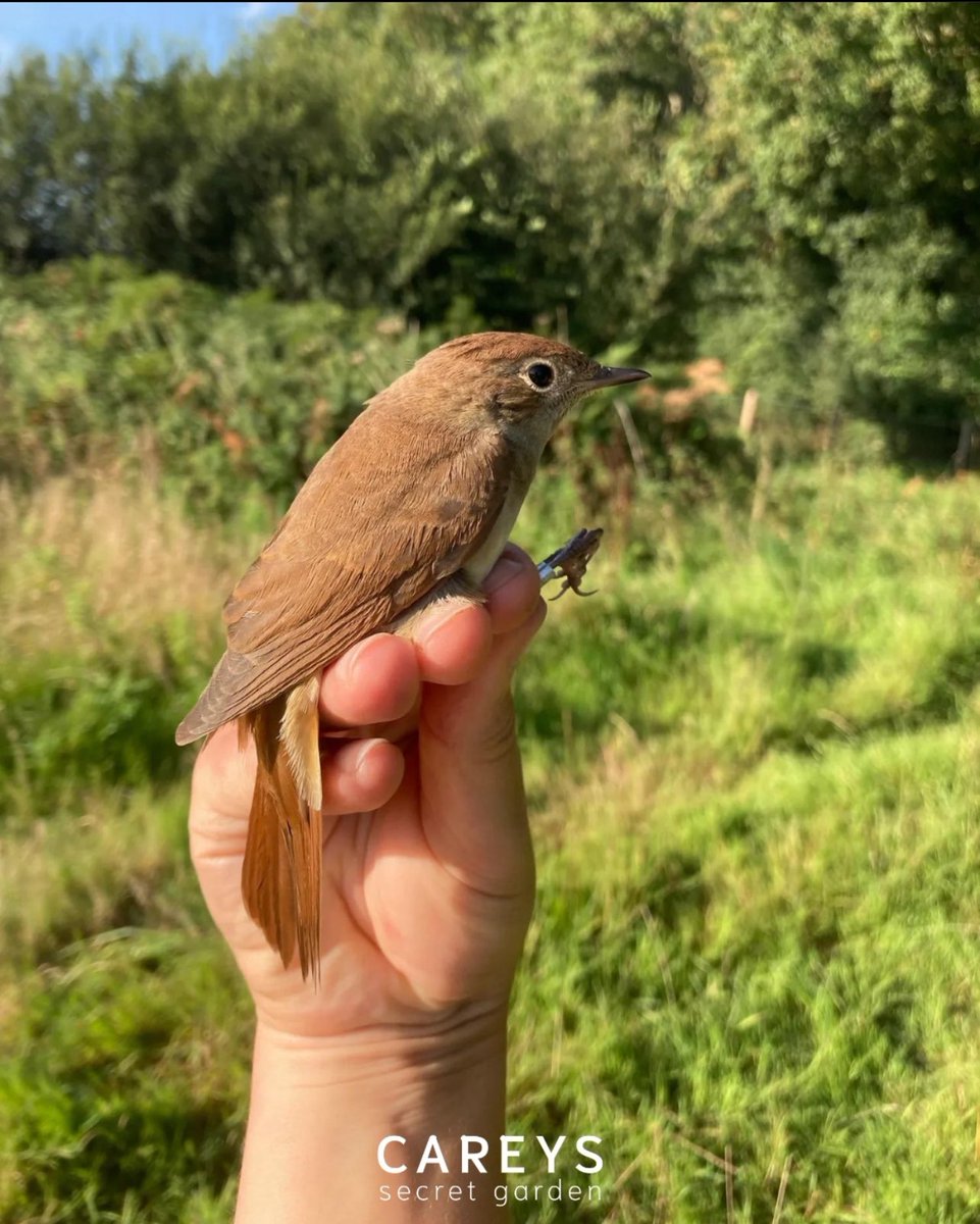 Last chance to grab your tickets for tomorrow’s event Rewilding Making Space for Nature!🍃 Seb Elwood will speak about the history of Wild Woodbury, @DorsetWildlife Trust’s pioneering rewilding site, explaining the processes that have shaped the first two years of the project.