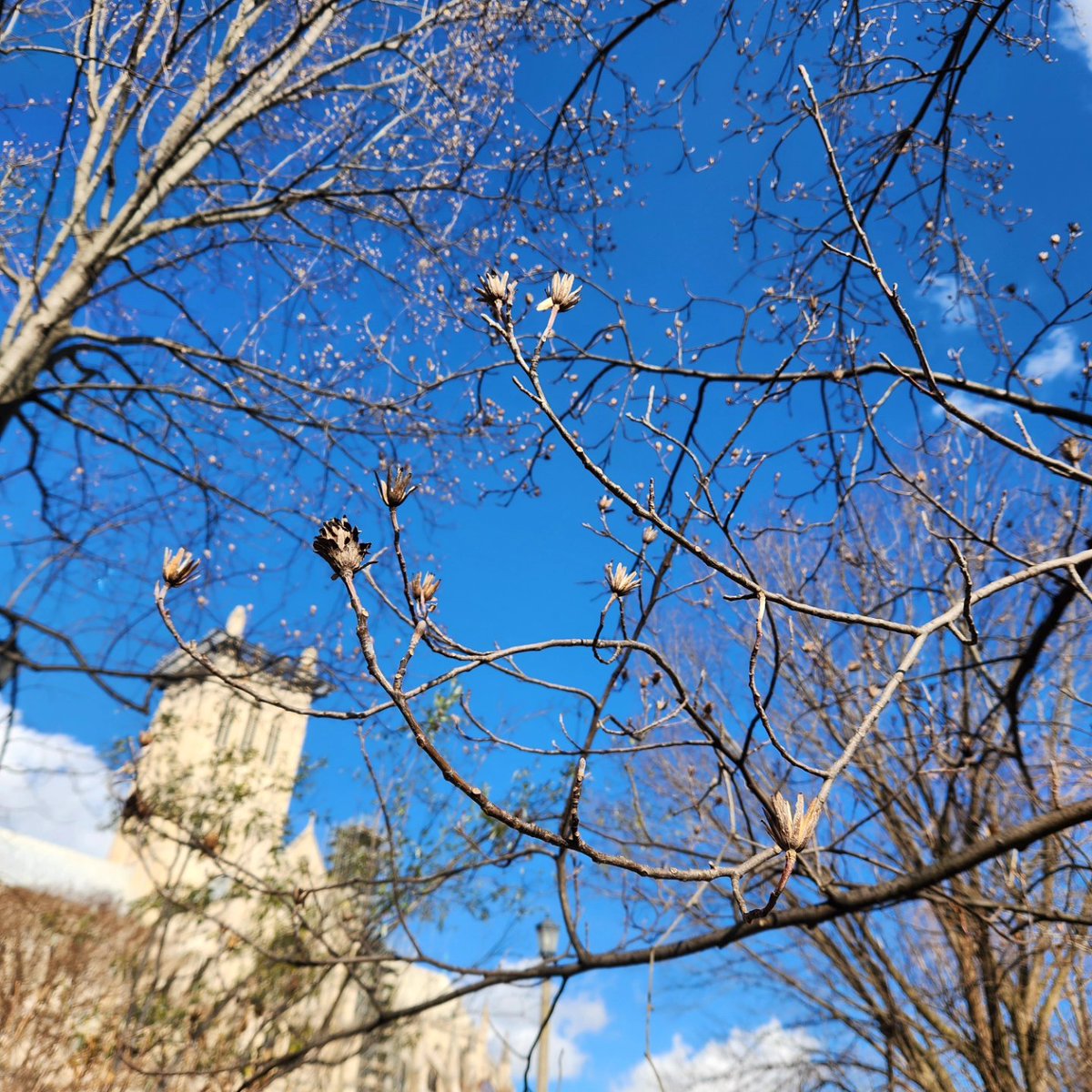 UrbanAdvSquad's tweet image. There is so much to observe during our winter #OutdoorLearning programs! Texture, color, and life are bursting forth from the soil to the tree tops. What have you witnessed on your own winter adventures?

#ThisIsOutdoorLearning 
#CityAsAClassroom