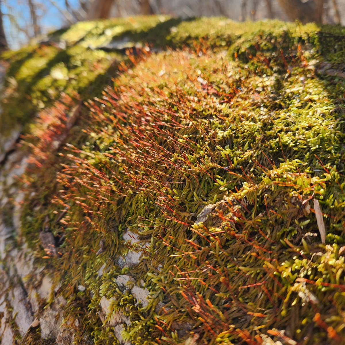 UrbanAdvSquad's tweet image. There is so much to observe during our winter #OutdoorLearning programs! Texture, color, and life are bursting forth from the soil to the tree tops. What have you witnessed on your own winter adventures?

#ThisIsOutdoorLearning 
#CityAsAClassroom