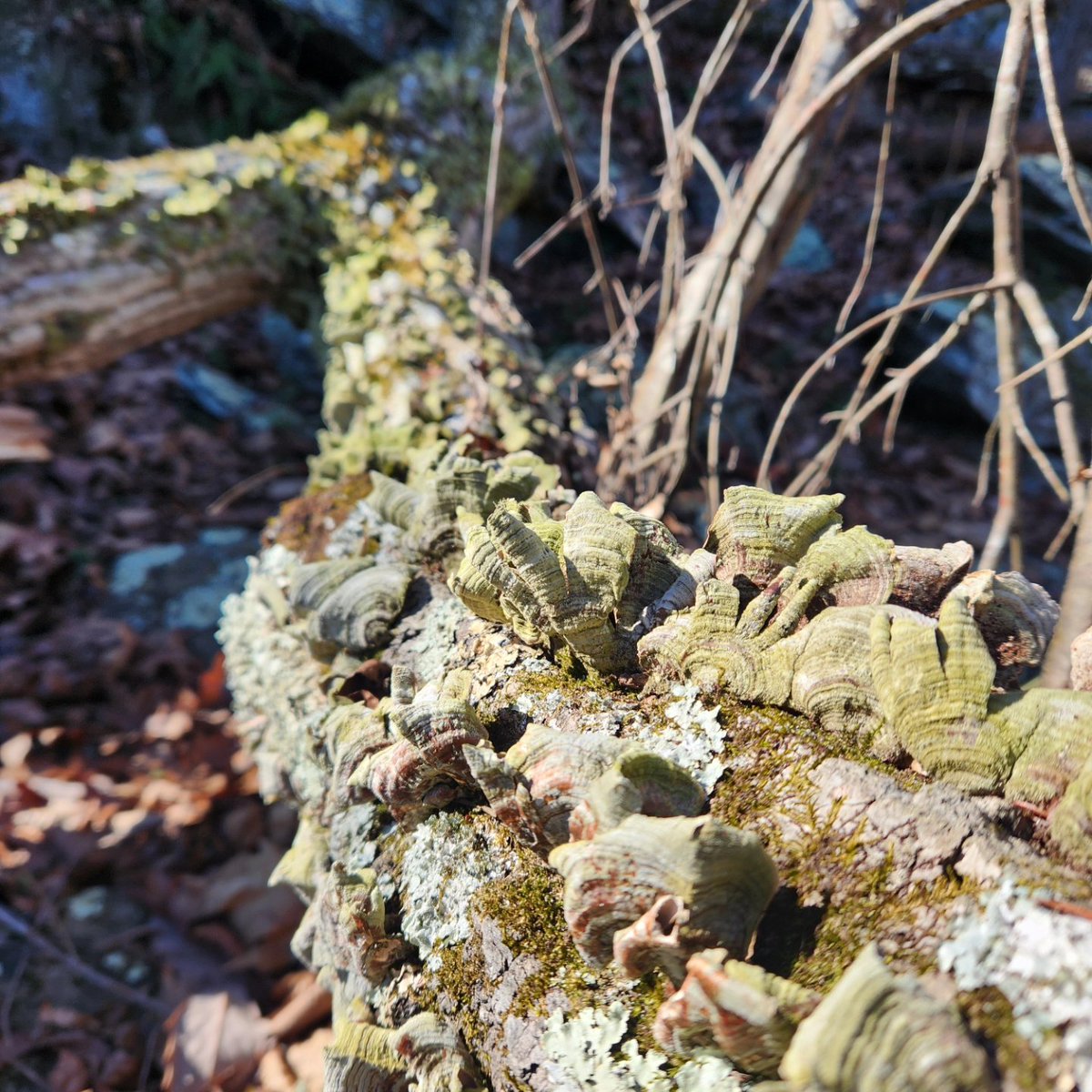 UrbanAdvSquad's tweet image. There is so much to observe during our winter #OutdoorLearning programs! Texture, color, and life are bursting forth from the soil to the tree tops. What have you witnessed on your own winter adventures?

#ThisIsOutdoorLearning 
#CityAsAClassroom