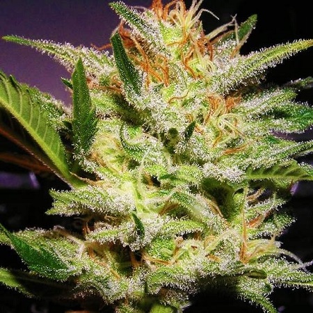 SensibleSeeds's tweet image. sensibleseeds.com/sensible-seeds…
#SensibleSeeds
#CannabisSeeds
#feminizedseeds
#autoamnesiahaze
#amnesiahaze
#autoamnesia
#CannabisCulture
#autohaze
#AutoGrow
#sensibleseedspremiumselection
#hazeexperience
#medicalstrain
#MedicalMarijuana
#plantsofinstagram
#HazeStrain
#AutoGardening