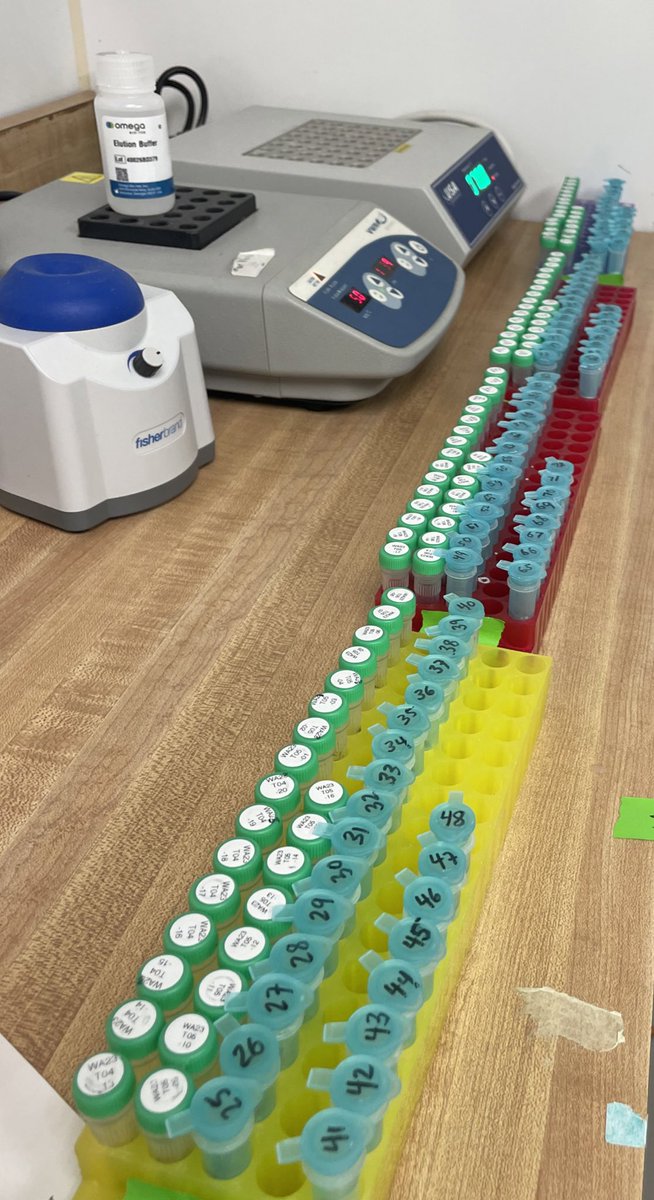 This year I spent WRAD extracting DNA from all these moths! Hope to participate again next year!