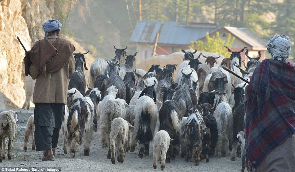 mehboob17441265's tweet photo. Gujjar and Bakarwal in Jammu and Kashmir have valiantly upheld the nation's honour during challenging times .To honour their loyalty,The govt should avoid granting st status to upper castes.this step,if taken may lead to consequences
#withdrawjkstamendmentbill
#ModiGovernment https://t.co/vlOgBdFOQW