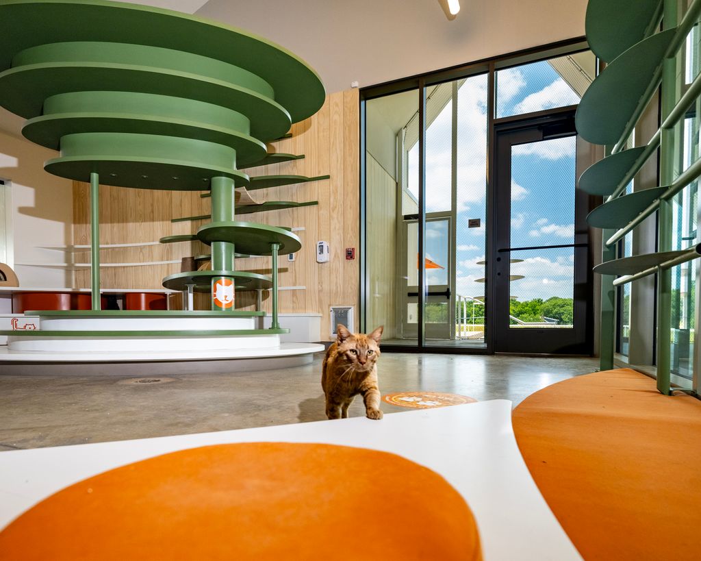 SpecifierMagCSI's tweet photo. Arkansas pet center’s kennel-free, communal design disrupts animal care @CSIConstruction @RA_DA_ https://t.co/fcJfOBg8yb #arkansas #bestfriendsanimalsociety #kennels #news #petresourcecenter #rada #shelter https://t.co/rQaXcBqZn2