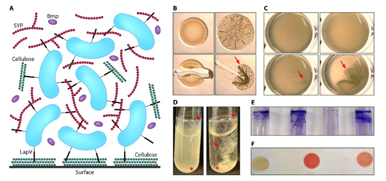 In #ClinMicroRev, researchers review biofilm components of Vibrio fischeri, a model for host-associated biofilms, & highlight what is currently known about dispersal from these aggregates, plus host cues that may promote it. asm.social/1Hx