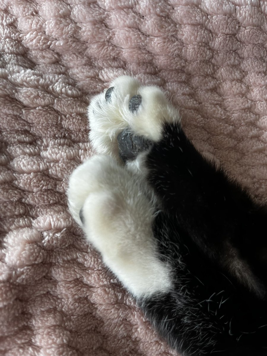 _summerxx's tweet photo. I love toe beans!!!! https://t.co/DKMnccPoA0