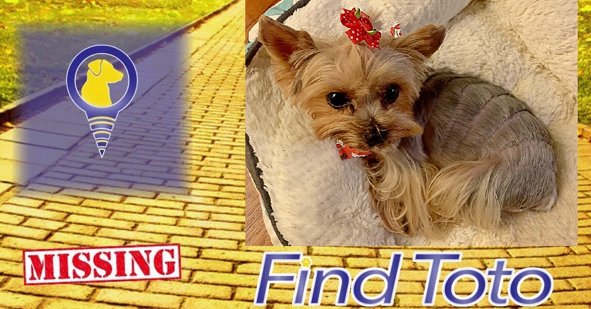 😢#Lost Dog Alert - #Yonkers, NY!

#Missing near Underhill Street
Lady - Black &amp; tan Silky Yorkshire Terrier, 4lbs
#dog #lostdog #missingdog #founddog #LostandFoundPets #lostpet #missingpet #yorkie #yorkshireterrier
findtoto.com/lost-pet/14405…