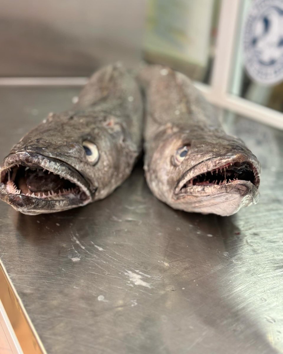 Cornish Hake available tomorrow 🐟🐟⭐️