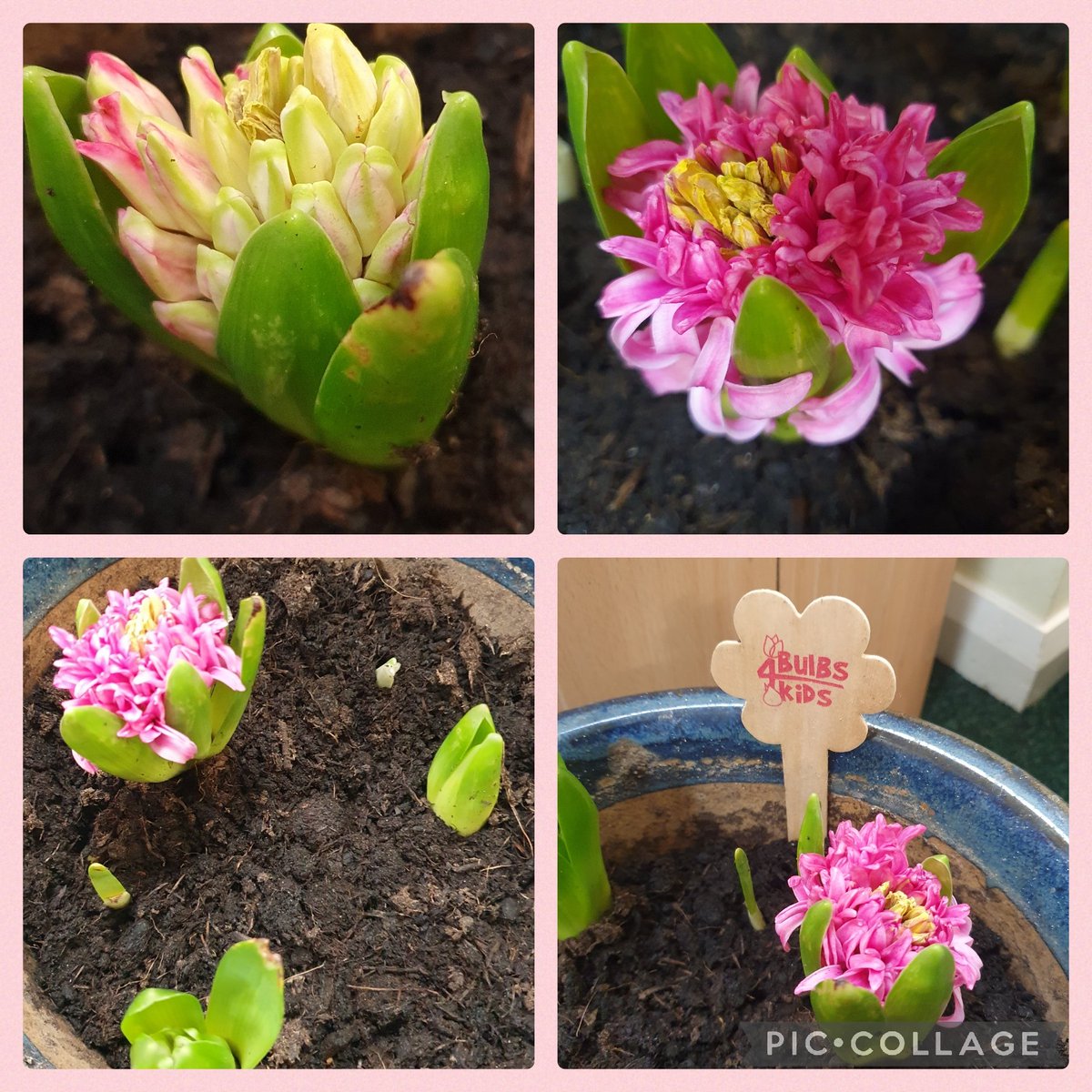 Just a pic of the inside bulbs growing from our
<a href="/Bulbs4Kids/">Bulbs4Kids_NL</a> donation.