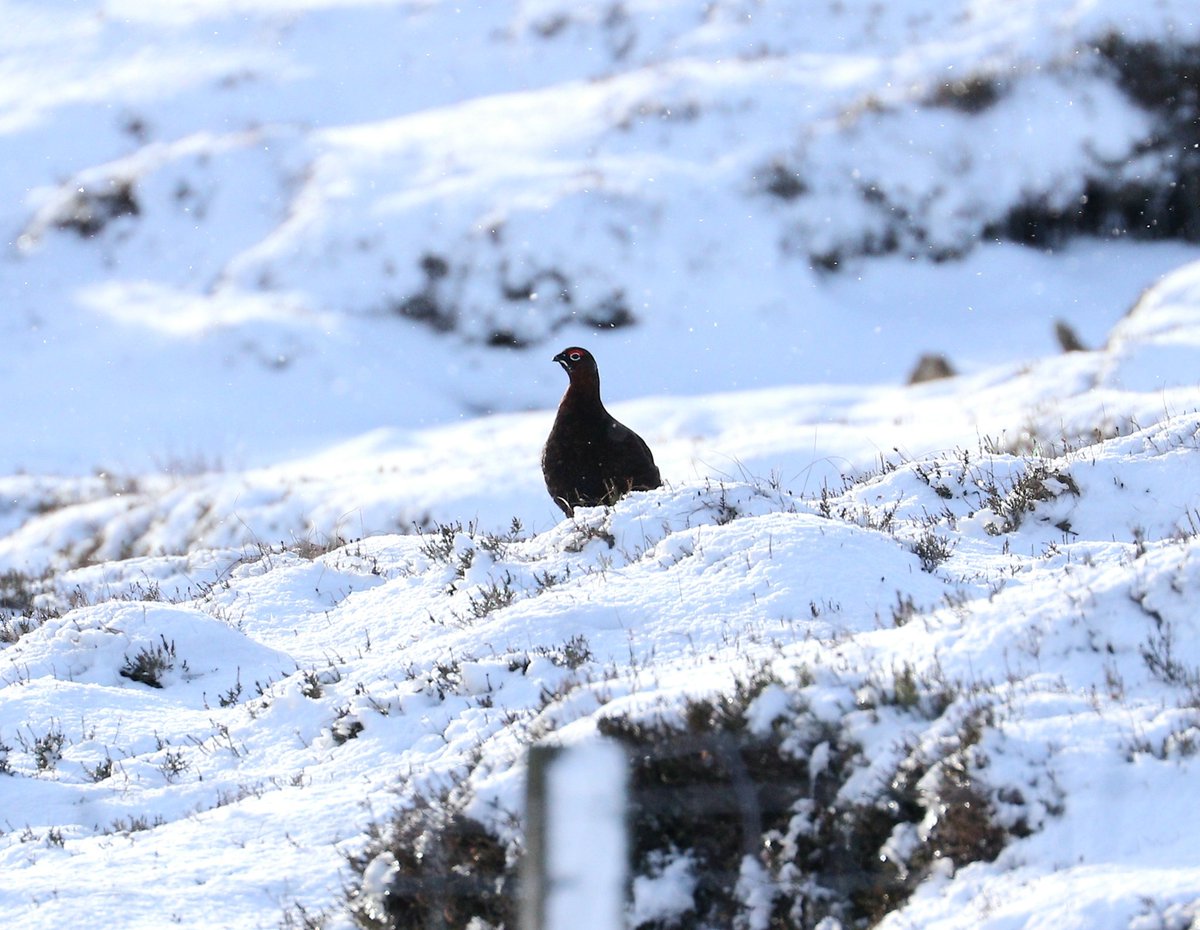 Ice Pancakes have returned to Shetland.