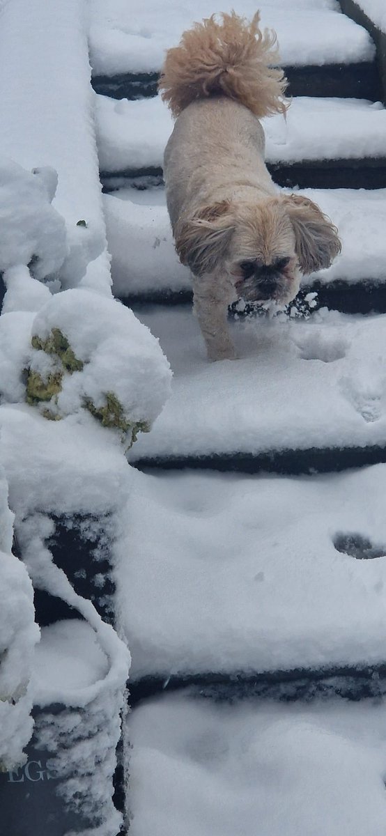 The day in the life of OSCAR....Oscar the SNOW DOG 🐕 ❤️