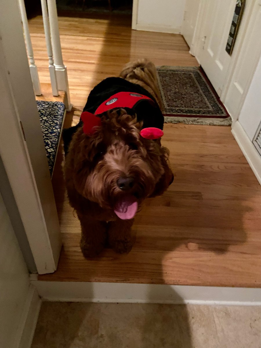 LudWigglesVT's tweet photo. When Valentine's day is almost here and you don't have a Valentine so  your dog takes matters into his own hands https://t.co/rQs0EnKO5R