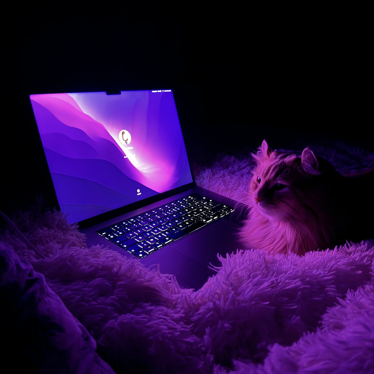 axl__design's tweet photo. Mon set up préféré 💻🐱🤍 https://t.co/hgDSTS8Avt