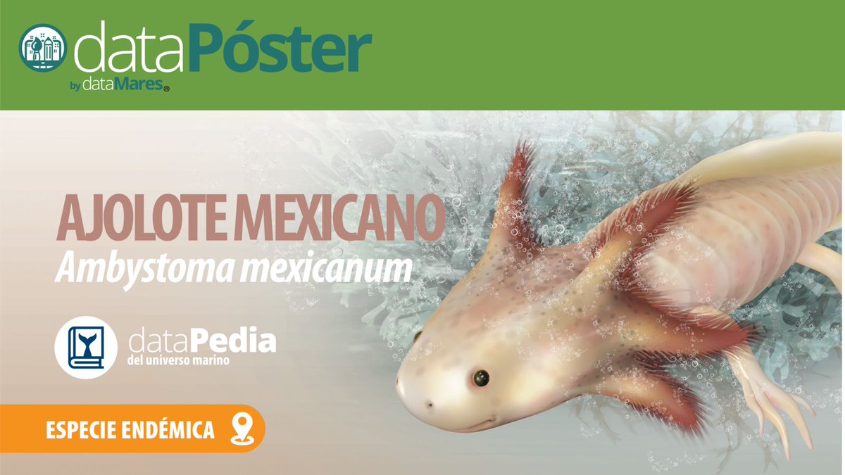 dataMares's tweet photo. ¿Sabías que todo nuestro material está disponible para descargar en nuestra página?
Encuentra los #dataPosters en nuestra galería: https://t.co/WagVuo7wdZ https://t.co/LSH9kceR4d