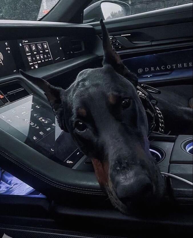 Blest ♰ Boys (@blestboys) on Twitter photo 