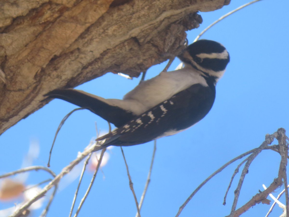 corralesphenology.blogspot.com/2024/02/flash.…

The birds have begun moving north through Corrales as Spring appears